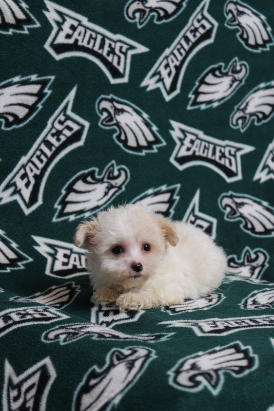 puppy, for, sale, Maltipoo, Matthew B. Stoltzfus, dog, breeder, Gap, PA, dog-breeder, puppy-for-sale, forsale, nearby, find, puppyfind, locator, puppylocator, aca